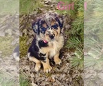 Puppy River Australian Shepherd