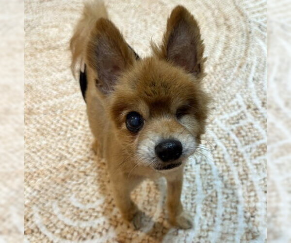 Medium Photo #6 Pomeranian Puppy For Sale in Arlington, VA, USA