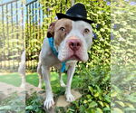 Small #8 American Pit Bull Terrier Mix