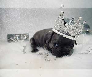 French Bulldog Puppy for sale in HAYWARD, CA, USA