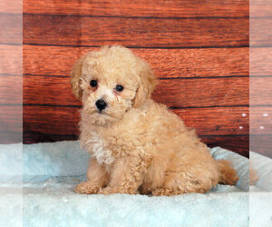 Bichpoo Puppy for sale in PENNS CREEK, PA, USA