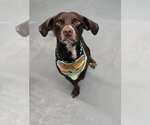 Small Beagle Mix