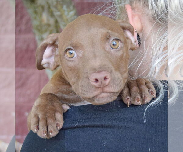 Medium Photo #6 American Staffordshire Terrier-Labrador Retriever Mix Puppy For Sale in Huntley, IL, USA