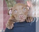 Small #5 American Staffordshire Terrier-Labrador Retriever Mix
