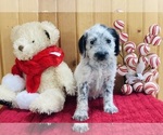 Small Photo #9 Dalmadoodle Puppy For Sale in TRENTON, MO, USA