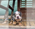 Small #2 English Bulldog