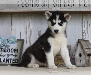 Siberian Husky Puppy for sale in FREDERICKSBG, OH, USA