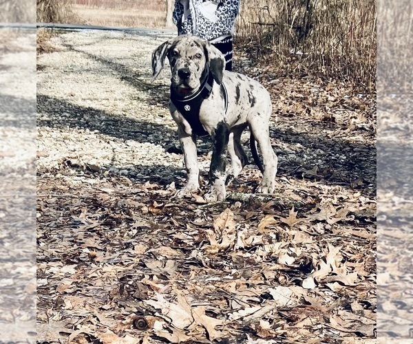 Medium Photo #14 Great Dane Puppy For Sale in COLUMBUS, OH, USA
