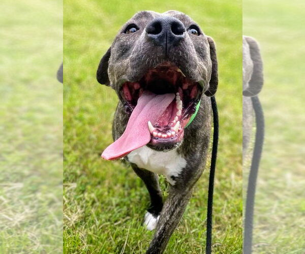 Medium Photo #51 American Pit Bull Terrier-Mountain Cur Mix Puppy For Sale in Rockaway, NJ, USA