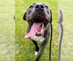 Small #50 American Pit Bull Terrier-Mountain Cur Mix