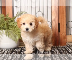 Poochon Puppy for sale in NAPLES, FL, USA