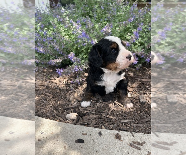 Medium Photo #23 Bernedoodle Puppy For Sale in MARTINSVILLE, IN, USA