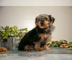 Small #2 Yorkshire Terrier