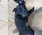 Small Photo #18 Belgian Malinois Puppy For Sale in DENVER, CO, USA