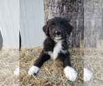 Small Photo #2 Aussiedoodle Puppy For Sale in DOWELLTOWN, TN, USA