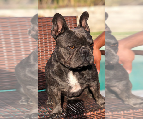 Medium Photo #1 French Bulldog Puppy For Sale in MENTONE, CA, USA