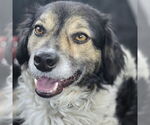 Small #1 Australian Shepherd-Dachshund Mix