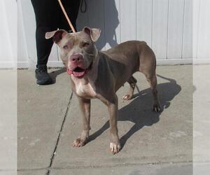 American Bulldog-Unknown Mix Dogs for adoption in Louisville, KY, USA