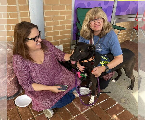 Medium Photo #2 Labrador Retriever-Unknown Mix Puppy For Sale in Mount Laurel, NJ, USA