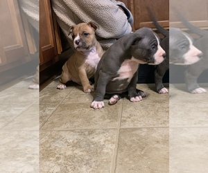 American Bully Puppy for sale in FOUR OAKS, NC, USA