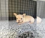 Small Photo #6 French Bulldog Puppy For Sale in WACO, TX, USA