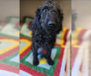 Goldendoodle Dogs for adoption in McKinney, TX, USA