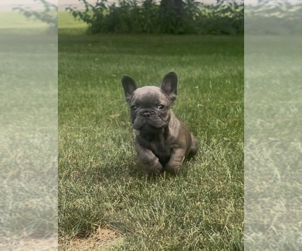 Medium Photo #32 French Bulldog Puppy For Sale in SUSSEX, WI, USA
