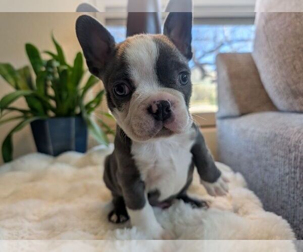 Medium Photo #6 Faux Frenchbo Bulldog Puppy For Sale in LAS CRUCES, NM, USA