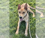 Small #6 Basenji Mix