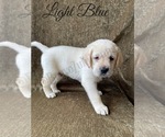 Small Photo #53 Labrador Retriever Puppy For Sale in MURRIETA, CA, USA