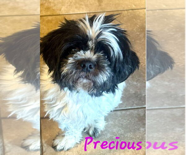Medium Photo #1 Shih Tzu Puppy For Sale in Bon Carbo, CO, USA