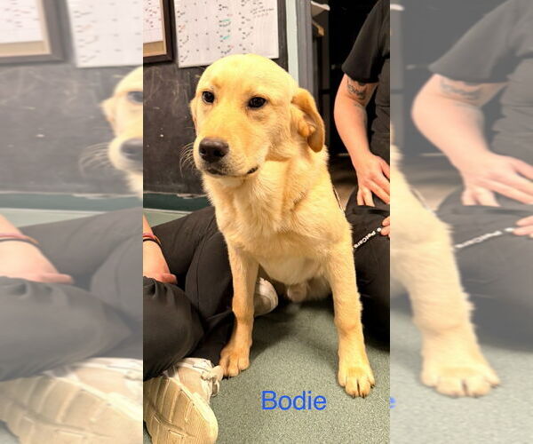 Medium Photo #2 Labrador Retriever-Unknown Mix Puppy For Sale in Canton, CT, USA