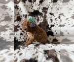 Small #4 Cavapoo (Miniature)