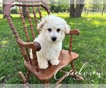 Puppy Dozer Poovanese