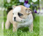 Small #2 French Bulldog