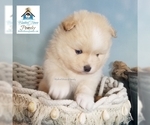 Small Photo #2 Pomsky Puppy For Sale in RAMSEY, MN, USA