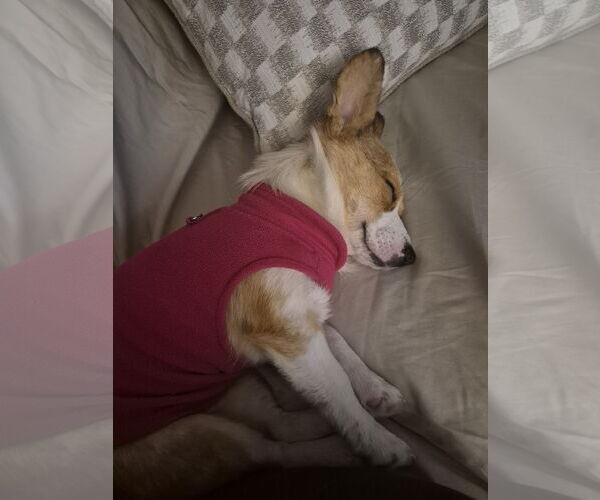 Medium Photo #6 Mutt Puppy For Sale in Minneapolis, MN, USA