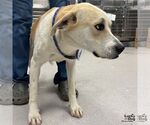 Small #1 Labrador Retriever-Retriever  Mix