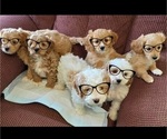 Small Cavapoo