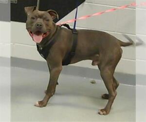 American Bandogge mastiff Dogs for adoption in St. Cloud, FL, USA