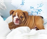 Small Photo #7 English Bulldog Puppy For Sale in CORONA, CA, USA