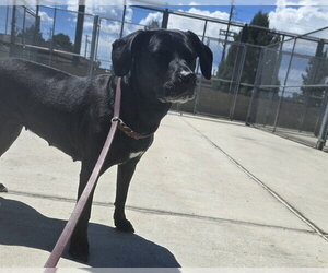 Labbe Dogs for adoption in Denver, CO, USA