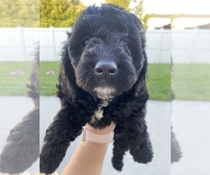 Goldendoodle-Poodle (Miniature) Mix Puppy for sale in LEHI, UT, USA