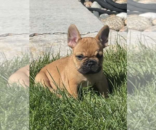 Medium Photo #6 French Bulldog Puppy For Sale in AURORA, CO, USA