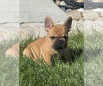 Bruno - Male French Bulldog Puppy for Sale - Photo #6