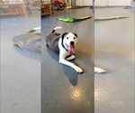 Small #3 American Staffordshire Terrier Mix