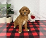 Small #1 Goldendoodle (Miniature)