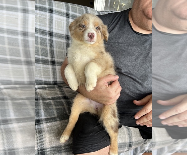 Full screen Photo #1 Australian Shepherd Puppy For Sale in HOLIDAY, FL, USA