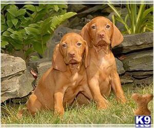 Vizsla Puppy for sale in SCHDY, NY, USA