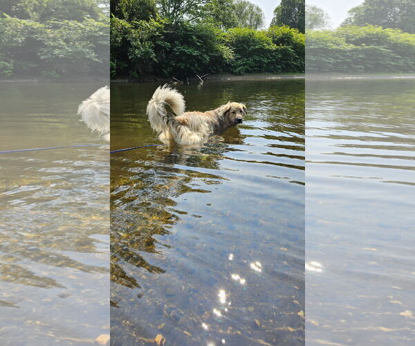 Medium Photo #8 Great Pyrenees-Unknown Mix Puppy For Sale in Croydon, NH, USA